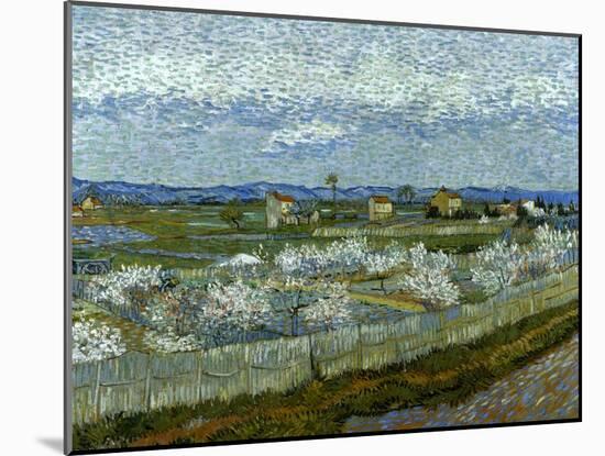Van Gogh: Peach Tree, 1889-Vincent van Gogh-Mounted Giclee Print
