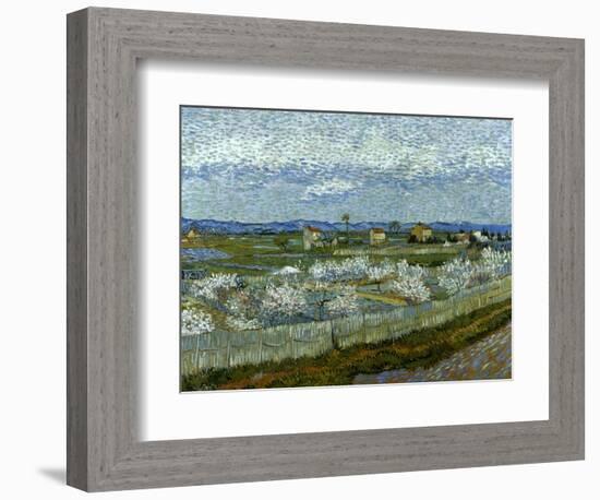 Van Gogh: Peach Tree, 1889-Vincent van Gogh-Framed Giclee Print