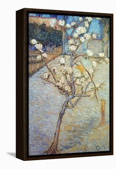Van Gogh: Peartree, 1888-Vincent van Gogh-Framed Premier Image Canvas