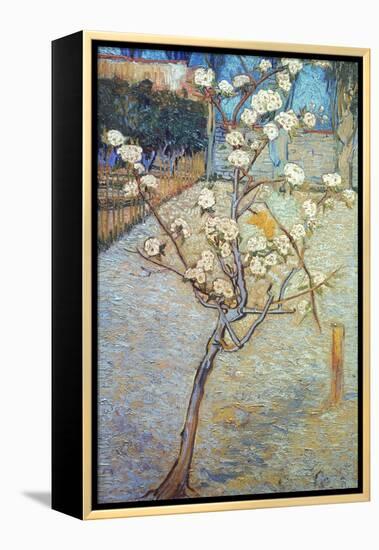 Van Gogh: Peartree, 1888-Vincent van Gogh-Framed Premier Image Canvas