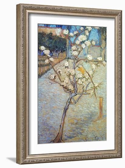 Van Gogh: Peartree, 1888-Vincent van Gogh-Framed Giclee Print