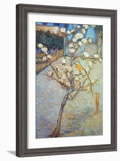 Van Gogh: Peartree, 1888-Vincent van Gogh-Framed Giclee Print