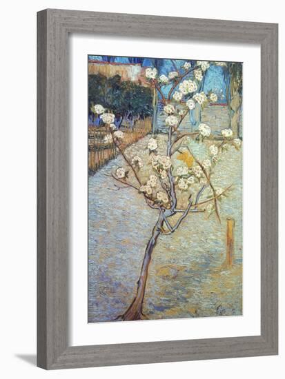 Van Gogh: Peartree, 1888-Vincent van Gogh-Framed Giclee Print