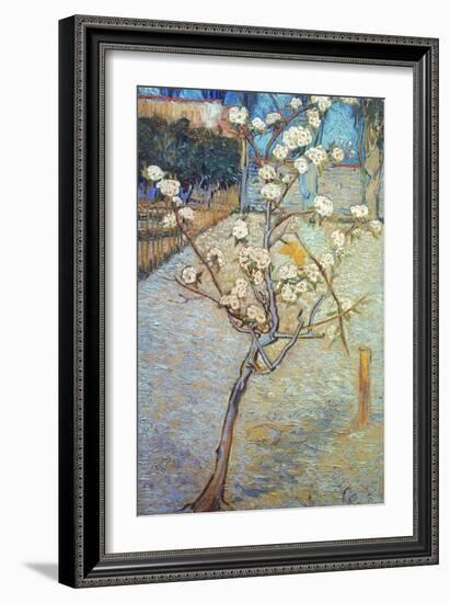 Van Gogh: Peartree, 1888-Vincent van Gogh-Framed Giclee Print