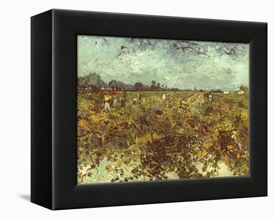 Van Gogh: Vineyard, 1888-Vincent van Gogh-Framed Premier Image Canvas