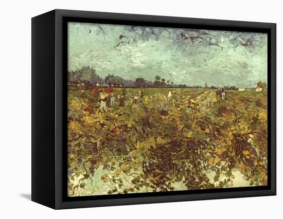 Van Gogh: Vineyard, 1888-Vincent van Gogh-Framed Premier Image Canvas