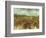 Van Gogh: Vineyard, 1888-Vincent van Gogh-Framed Giclee Print