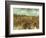 Van Gogh: Vineyard, 1888-Vincent van Gogh-Framed Giclee Print