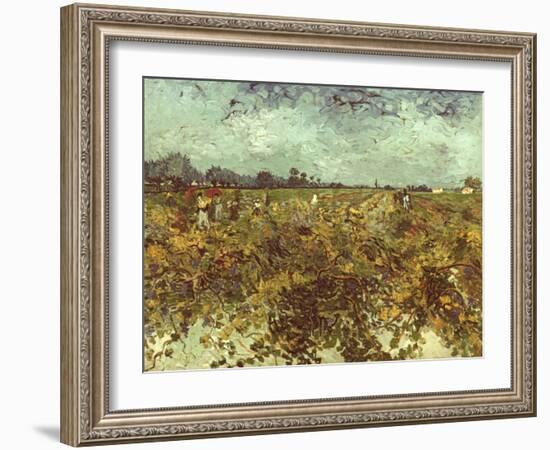 Van Gogh: Vineyard, 1888-Vincent van Gogh-Framed Giclee Print