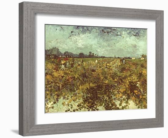 Van Gogh: Vineyard, 1888-Vincent van Gogh-Framed Giclee Print