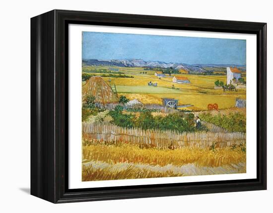 Van Gogh: Wheatfield, 1888-Vincent van Gogh-Framed Premier Image Canvas