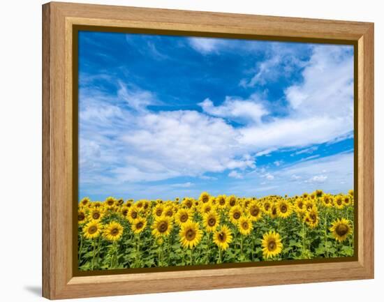 Van Gogh-Marco Carmassi-Framed Premier Image Canvas