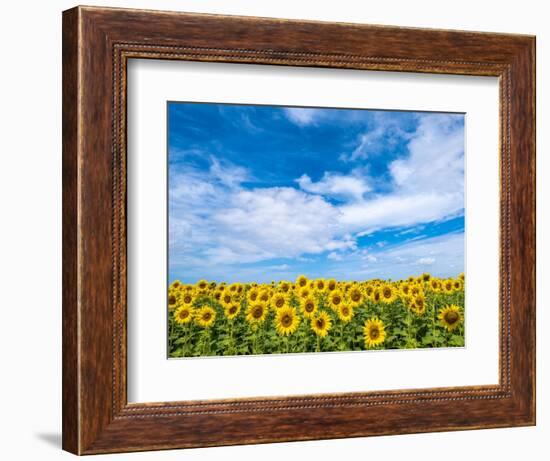 Van Gogh-Marco Carmassi-Framed Photographic Print