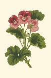 Pink Geranium III-Van Houtt-Art Print