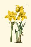 Yellow Narcissus I-Van Houtt-Framed Art Print