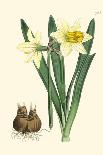 Yellow Narcissus I-Van Houtt-Framed Art Print