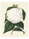 Antique Camellia IV-Van Houtte-Framed Premium Giclee Print