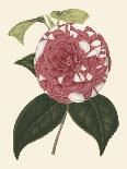 Antique Camellia I-Van Houtte-Art Print