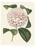 Antique Camellia I-Van Houtte-Framed Premium Giclee Print