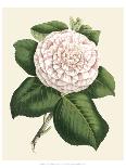 Antique Camellia IV-Van Houtte-Art Print