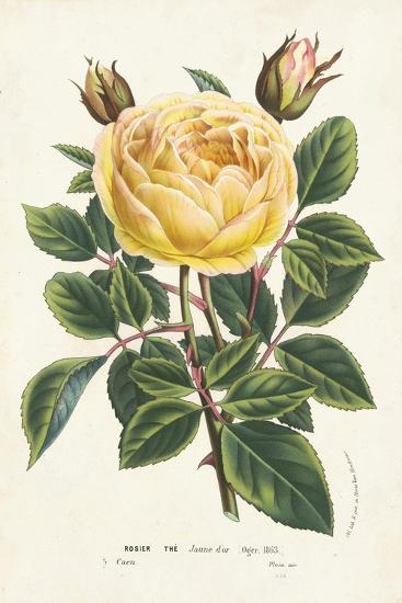 'Van Houtte Yellow Rose' Art Print - Louis Van Houtte | Art.com