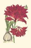 Amaryllis Blooms II-Van Houtteano-Art Print