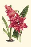 Amaryllis Blooms II-Van Houtteano-Framed Premium Giclee Print