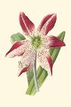 Amaryllis Blooms III-Van Houtteano-Framed Art Print
