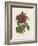 Van Houtteano Rose I-null-Framed Art Print