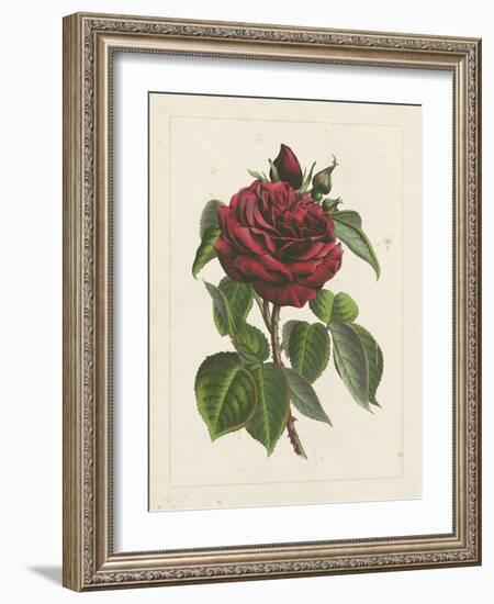 Van Houtteano Rose I-null-Framed Art Print