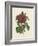 Van Houtteano Rose I-null-Framed Art Print