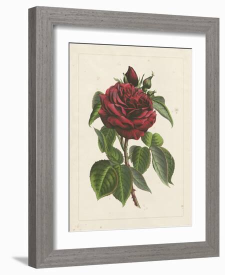 Van Houtteano Rose I-null-Framed Art Print