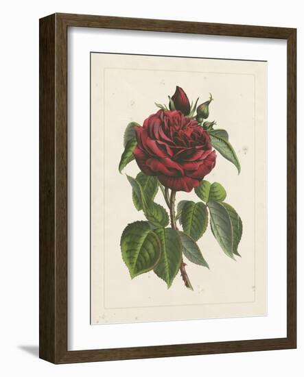 Van Houtteano Rose I-null-Framed Art Print