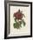 Van Houtteano Rose I-null-Framed Art Print