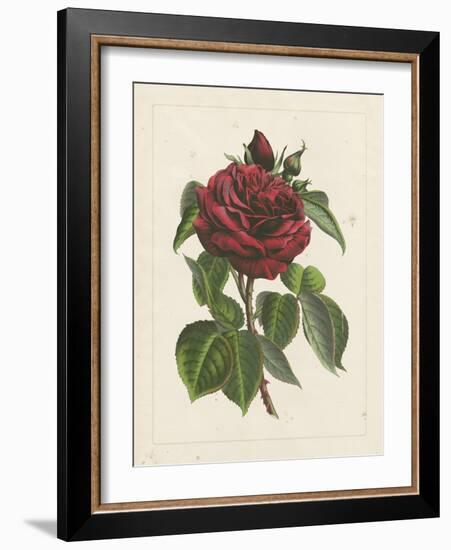 Van Houtteano Rose I-null-Framed Art Print