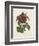 Van Houtteano Rose I-null-Framed Art Print