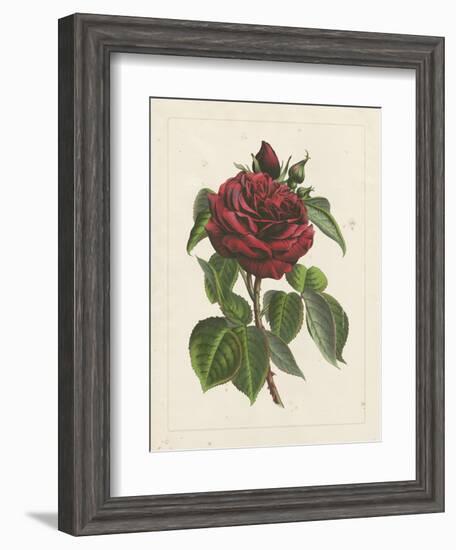 Van Houtteano Rose I-null-Framed Art Print