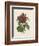 Van Houtteano Rose I-null-Framed Art Print