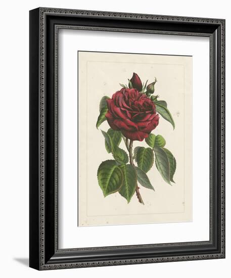 Van Houtteano Rose I-null-Framed Art Print