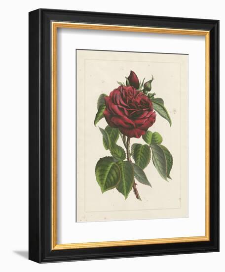 Van Houtteano Rose I-null-Framed Art Print