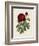 Van Houtteano Rose II-null-Framed Art Print