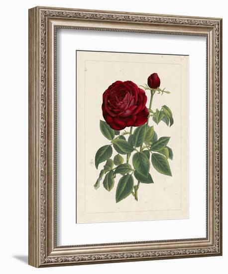 Van Houtteano Rose II-null-Framed Art Print