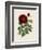 Van Houtteano Rose II-null-Framed Art Print