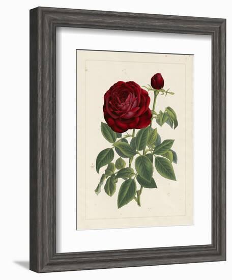 Van Houtteano Rose II-null-Framed Art Print