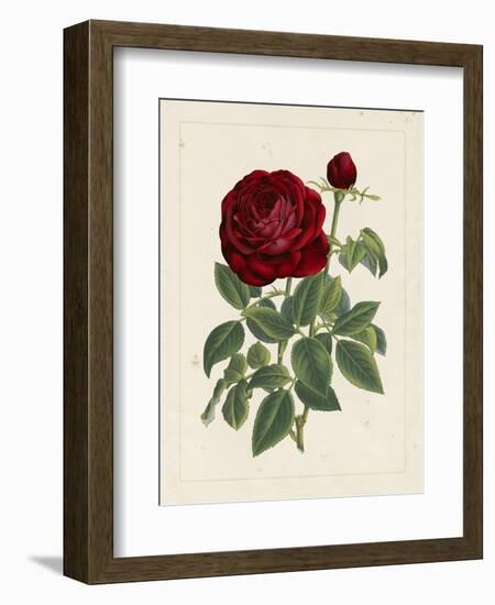 Van Houtteano Rose II-null-Framed Art Print