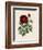 Van Houtteano Rose II-null-Framed Art Print