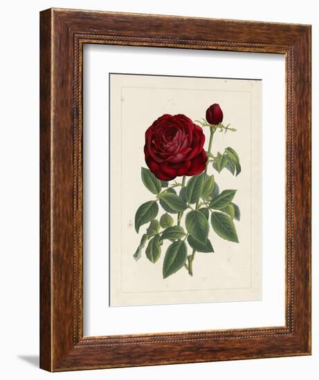 Van Houtteano Rose II-null-Framed Art Print