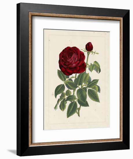 Van Houtteano Rose II-null-Framed Art Print