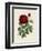 Van Houtteano Rose II-null-Framed Art Print