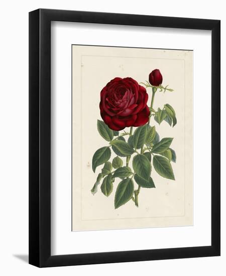 Van Houtteano Rose II-null-Framed Art Print